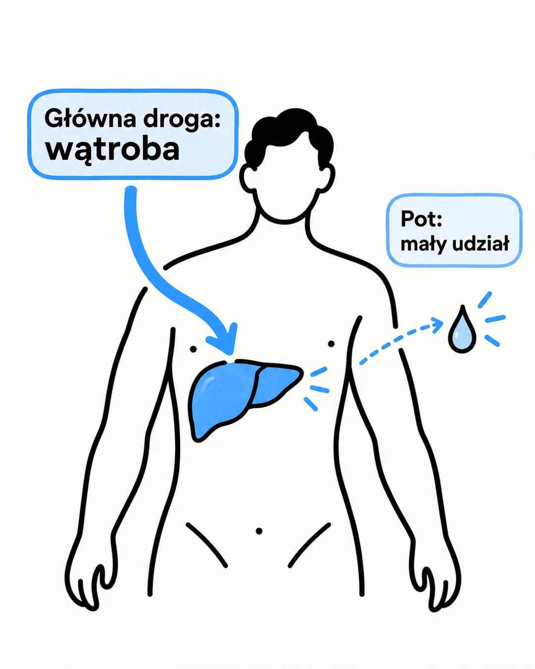 Schemat pokazuje wątrobę jako główną drogę rozkładu alkoholu i mały udział potu